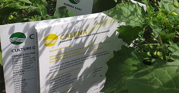 CEMELINA_cultivare-diverse CEMELINA_cultivare-diverse